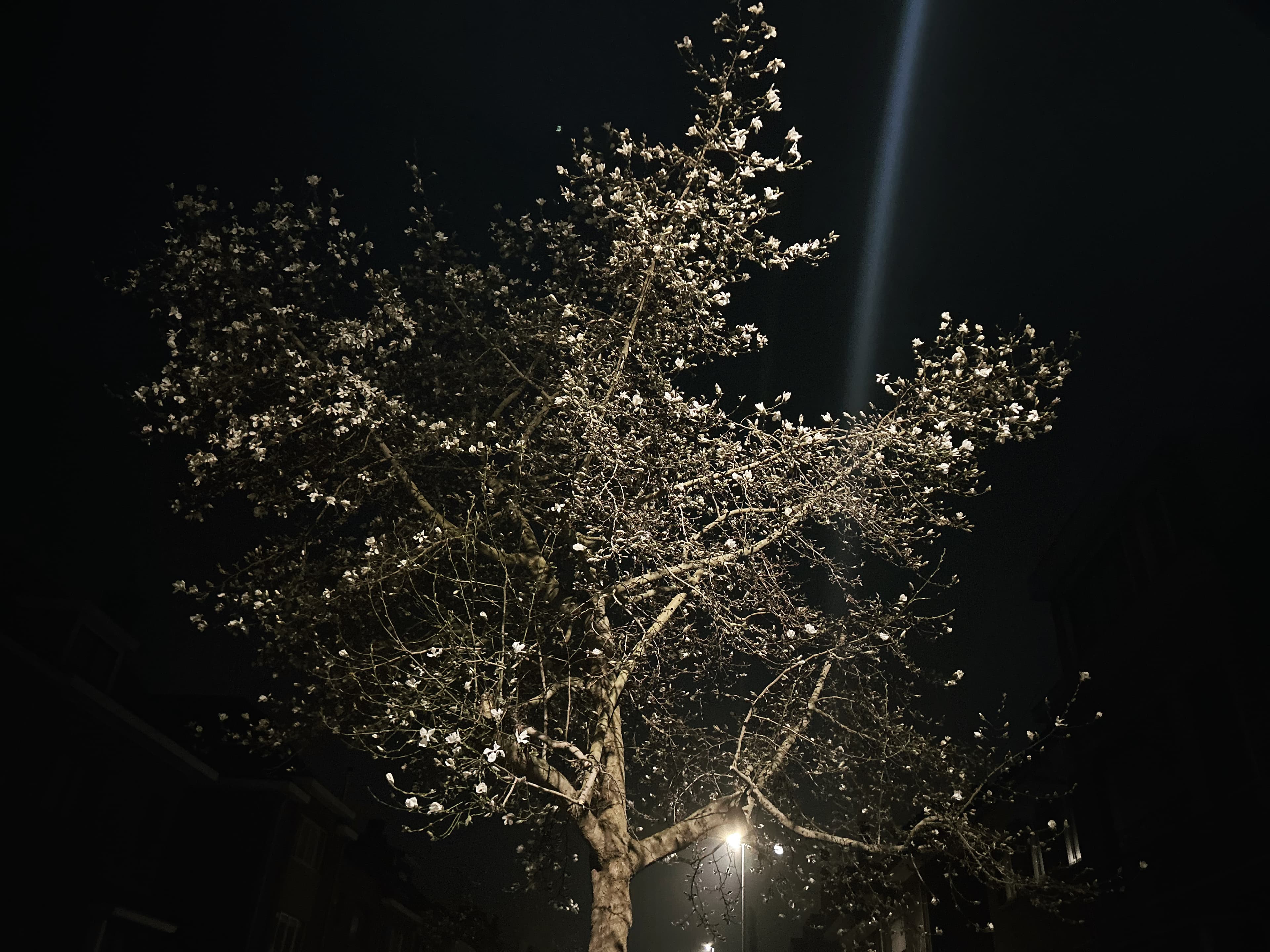 Een bloesemboom die 's nachts wordt verlicht door straatlicht